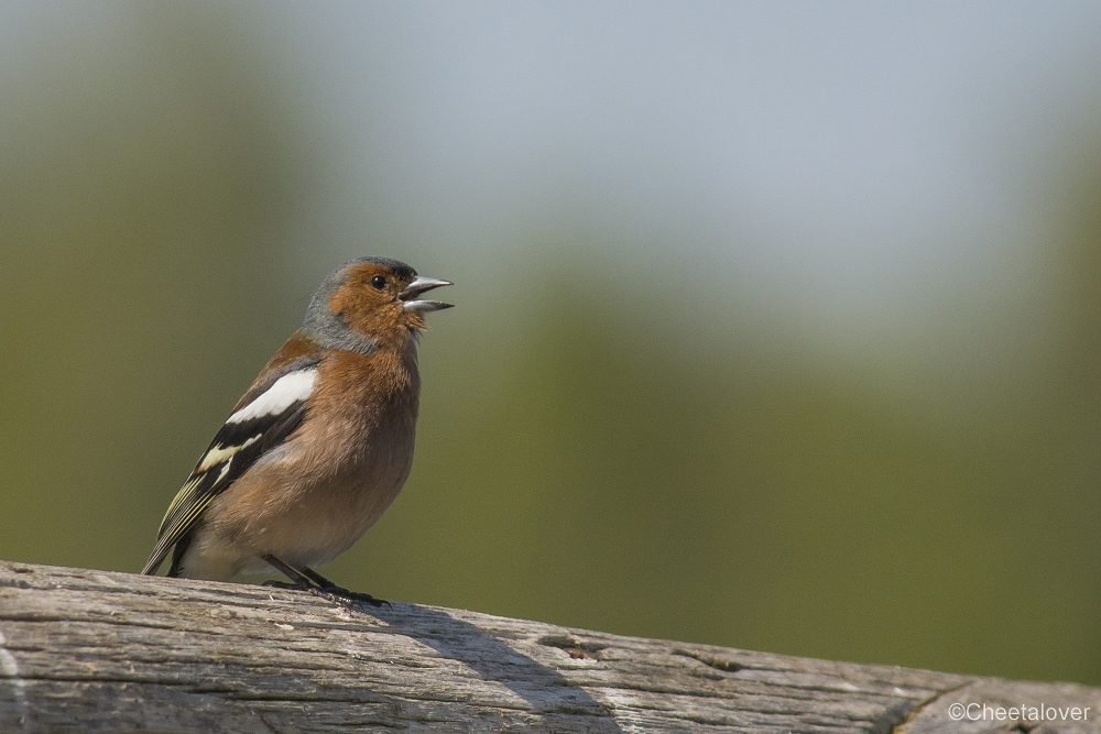 _DSC0375.JPG - Vink