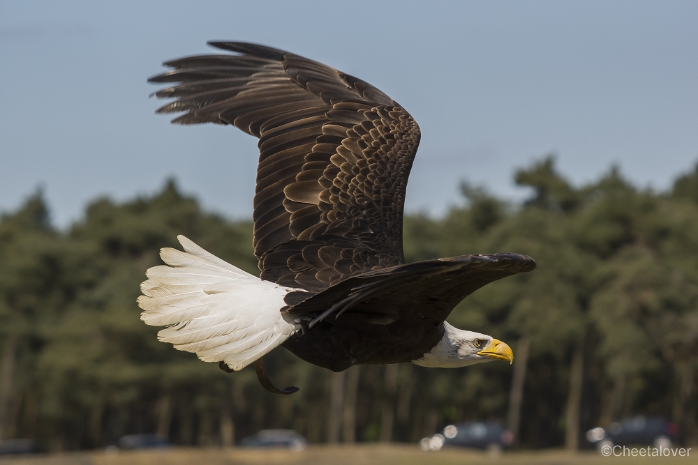 _DSC0542.JPG - Amerikaanse Zeearend"Lady Maya"