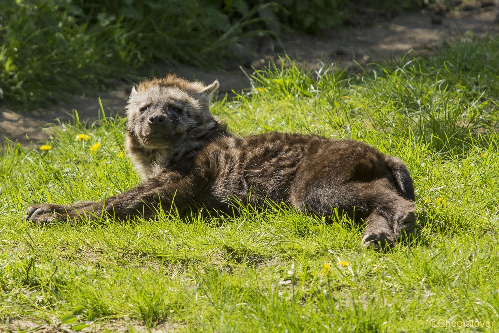 _DSC0739.JPG - Hyena