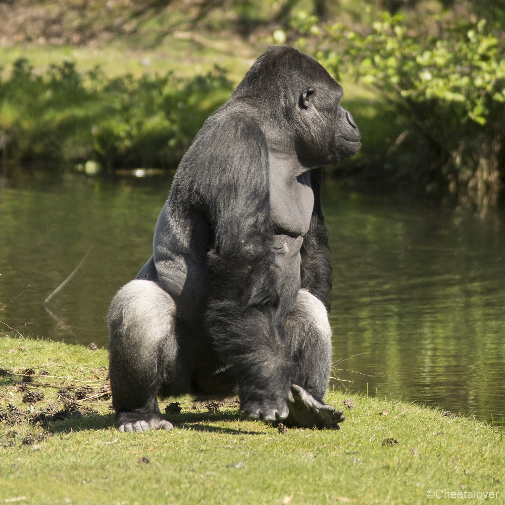 _DSC0787.JPG - Gorilla