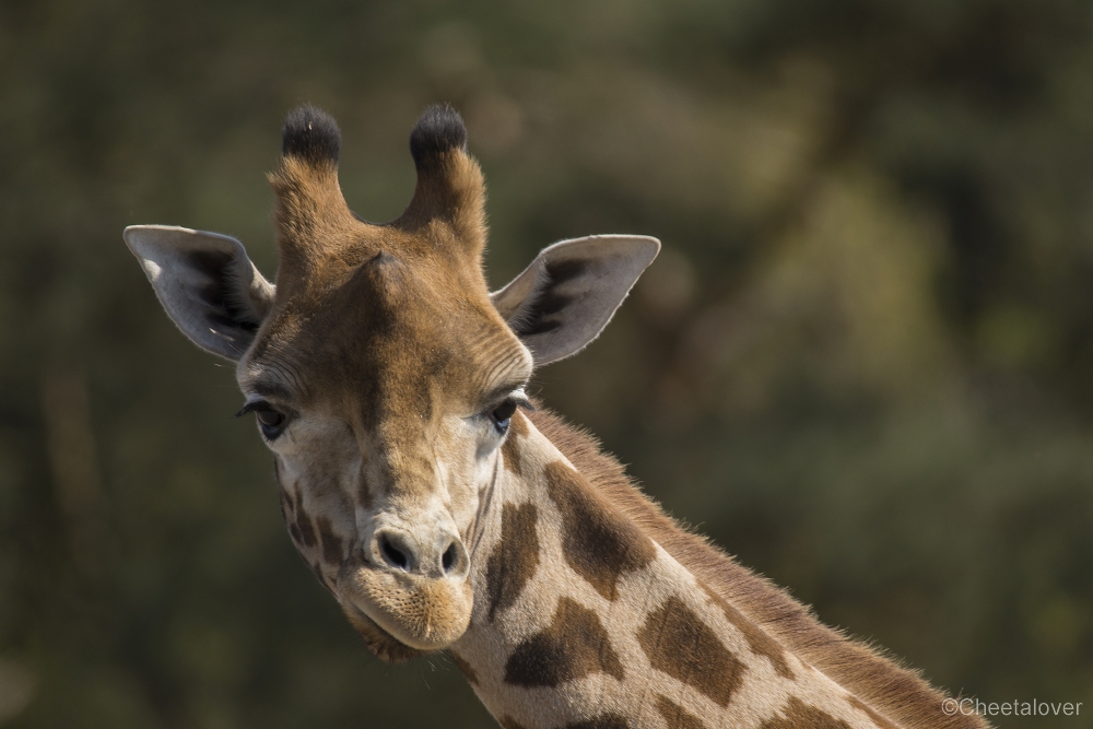 _DSC0795.JPG - Giraffe