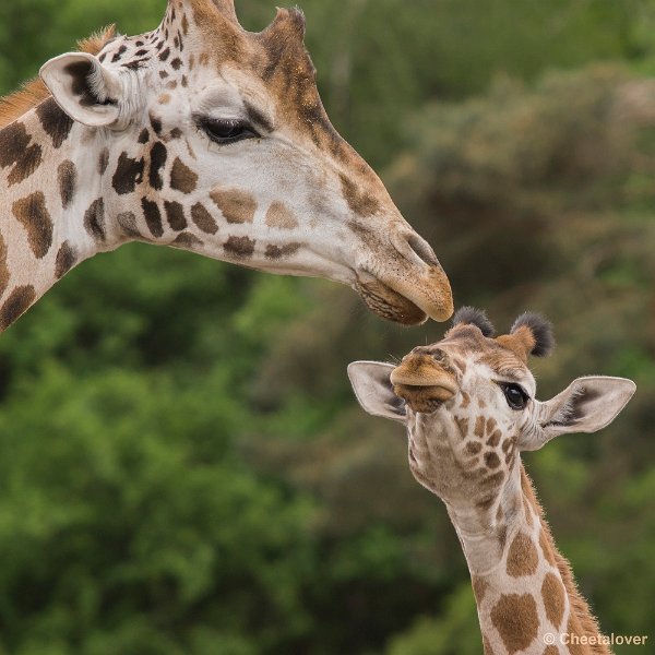 _DSC0062.JPG - Rothschild Giraffe