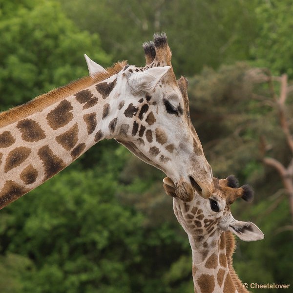 _DSC0064.JPG - Rothschild Giraffe