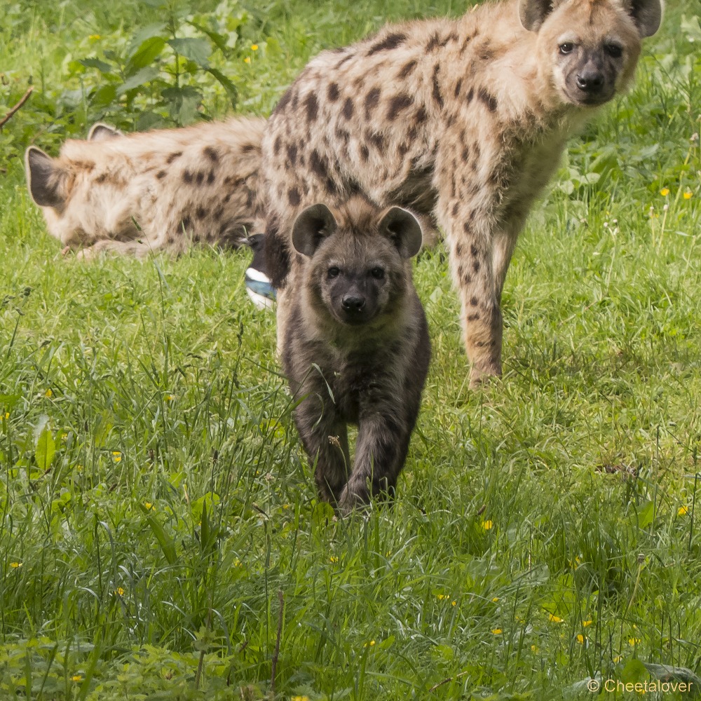 P1270877.JPG - Hyena