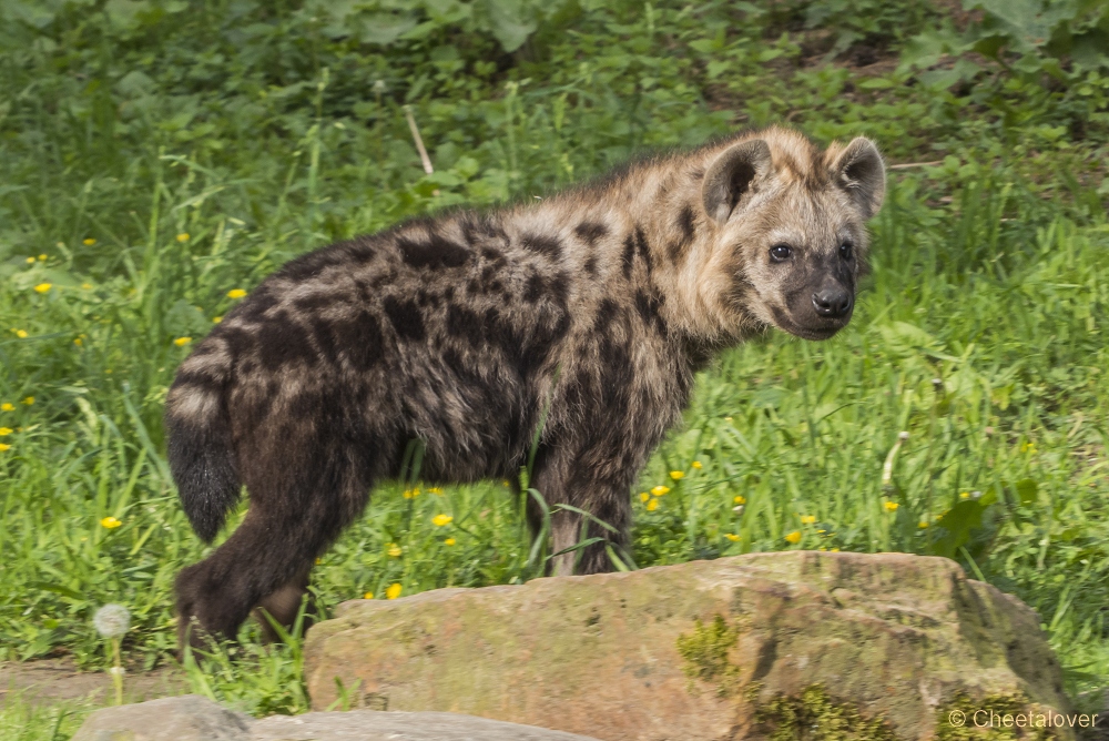 P1270886.JPG - Hyena