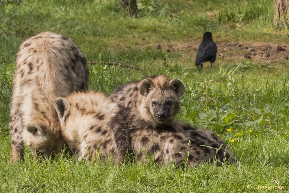 P1270895.JPG - Hyena