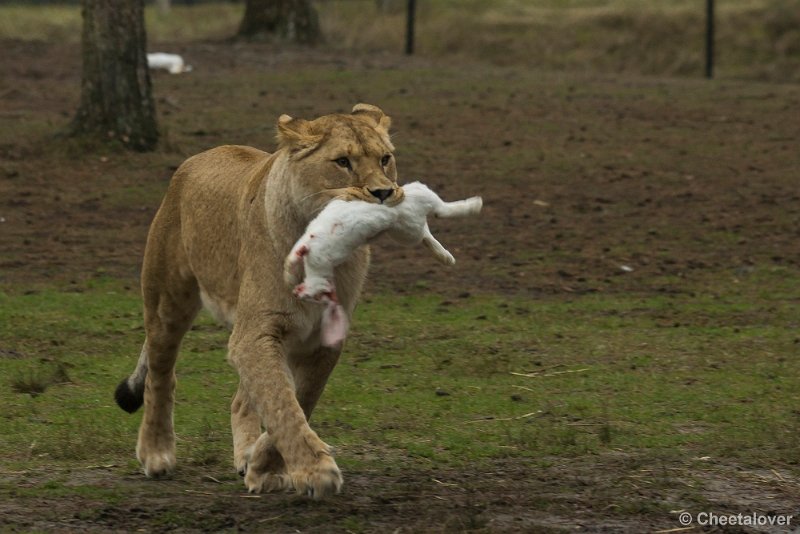_DSC0023.JPG - Voor de Leeuwen staat er konijn op het menu
