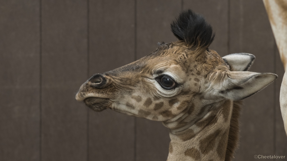 _DSC0239.JPG - Finn, Giraffe, geboren op 23 maart 2018