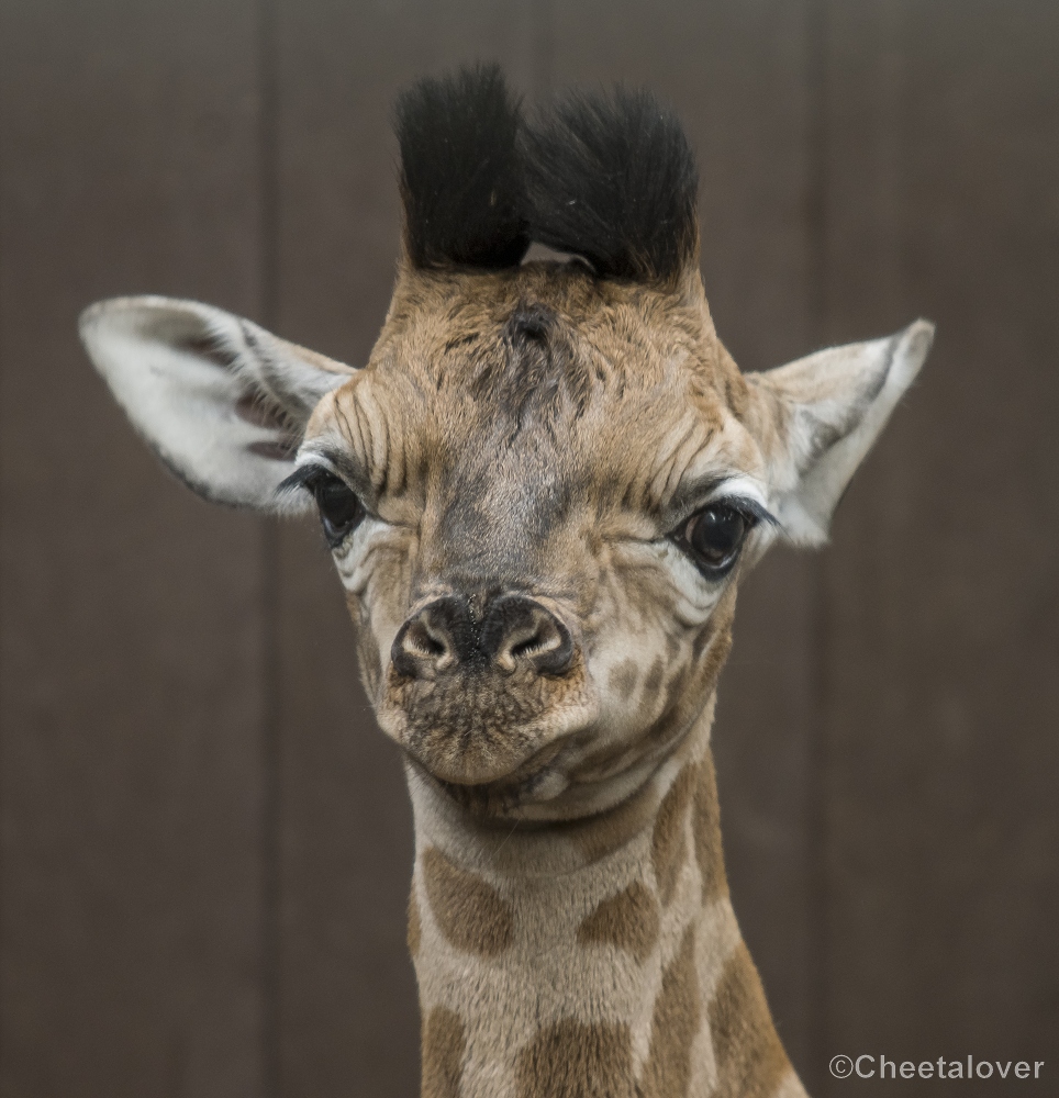 _DSC0253.JPG - Finn, Giraffe, geboren op 23 maart 2018