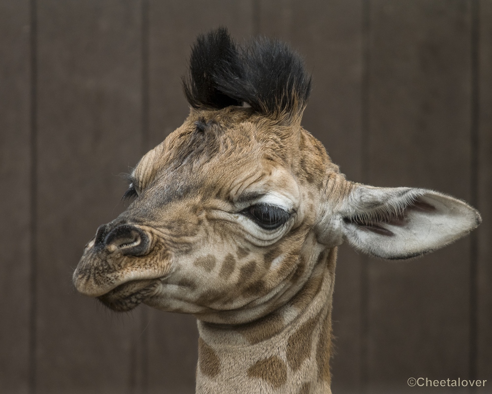 _DSC0260.JPG - Finn, Giraffe, geboren op 23 maart 2018