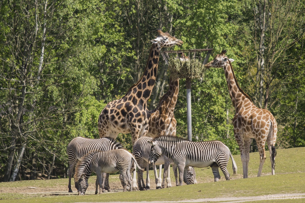 _DSC0246.JPG - Giraffe en Grevy Zebra