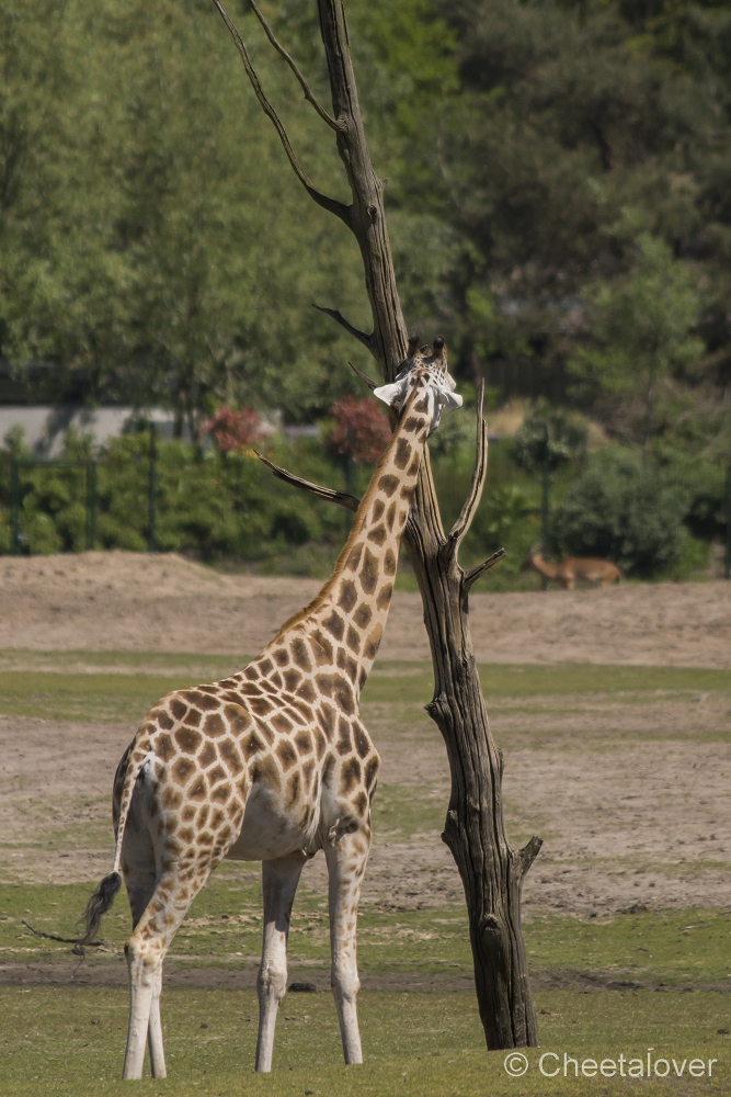 _DSC0252.JPG - Giraffe