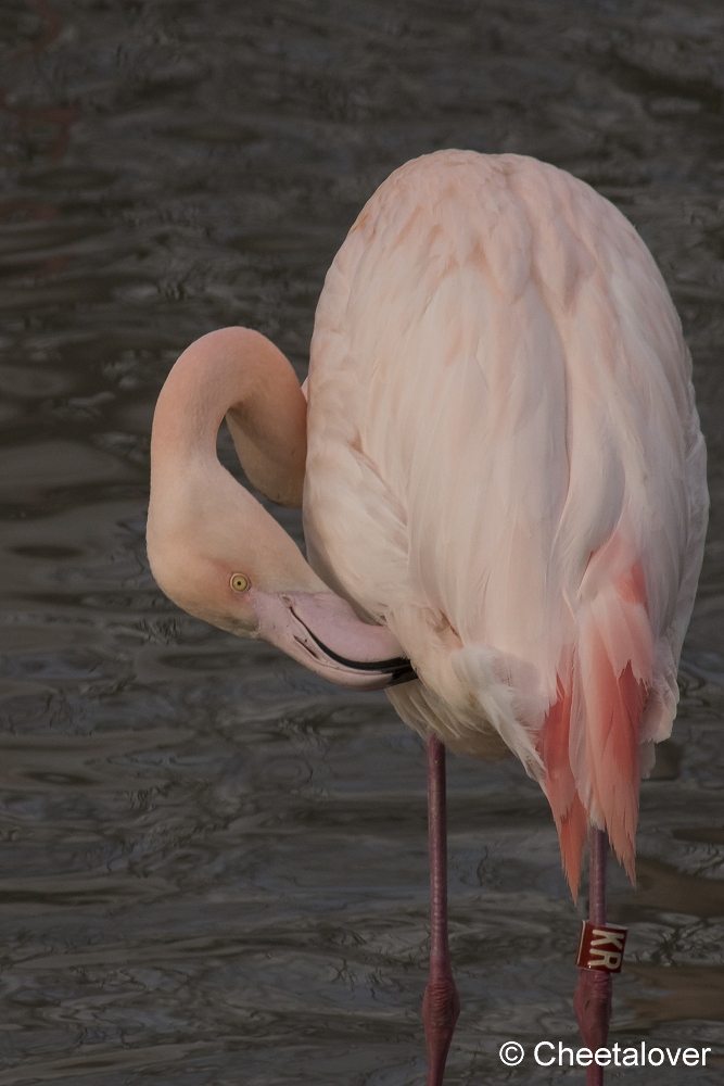 DSC00187.JPG - Shileense Flamingo