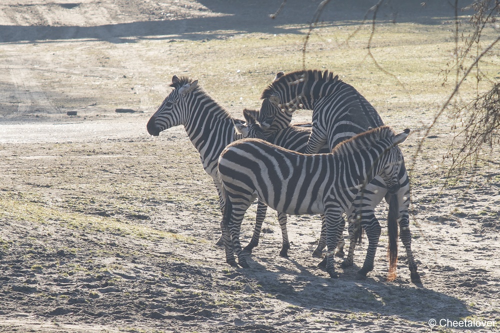 DSC00006.JPG - Grant Zebra