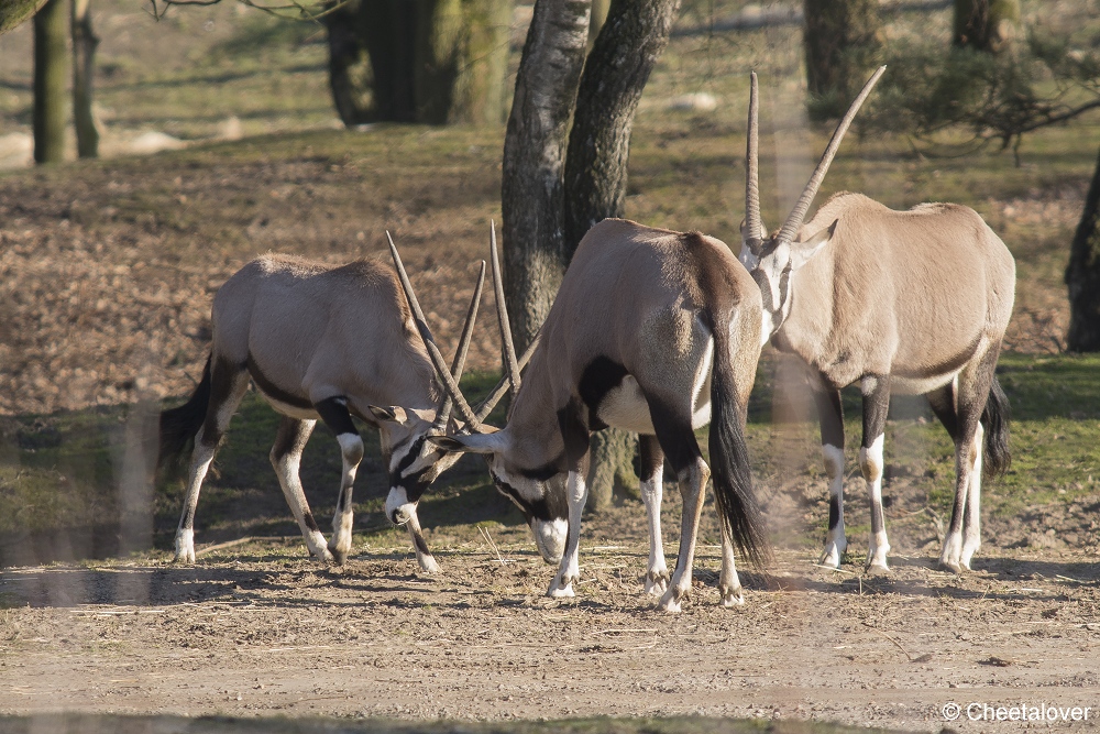 DSC00016.JPG - Gemsbok