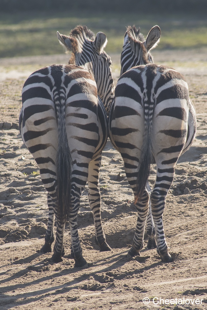 DSC00020.JPG - Grant Zebra