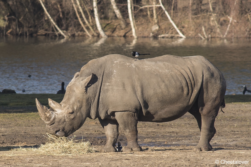 DSC00113.JPG - Breedlipneushoorn