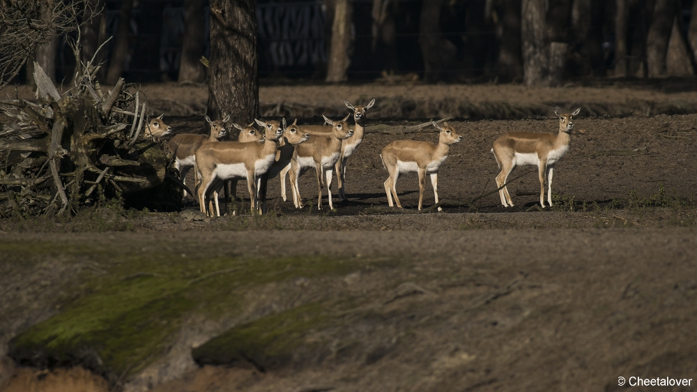 DSC00347.JPG - Indische Antilope