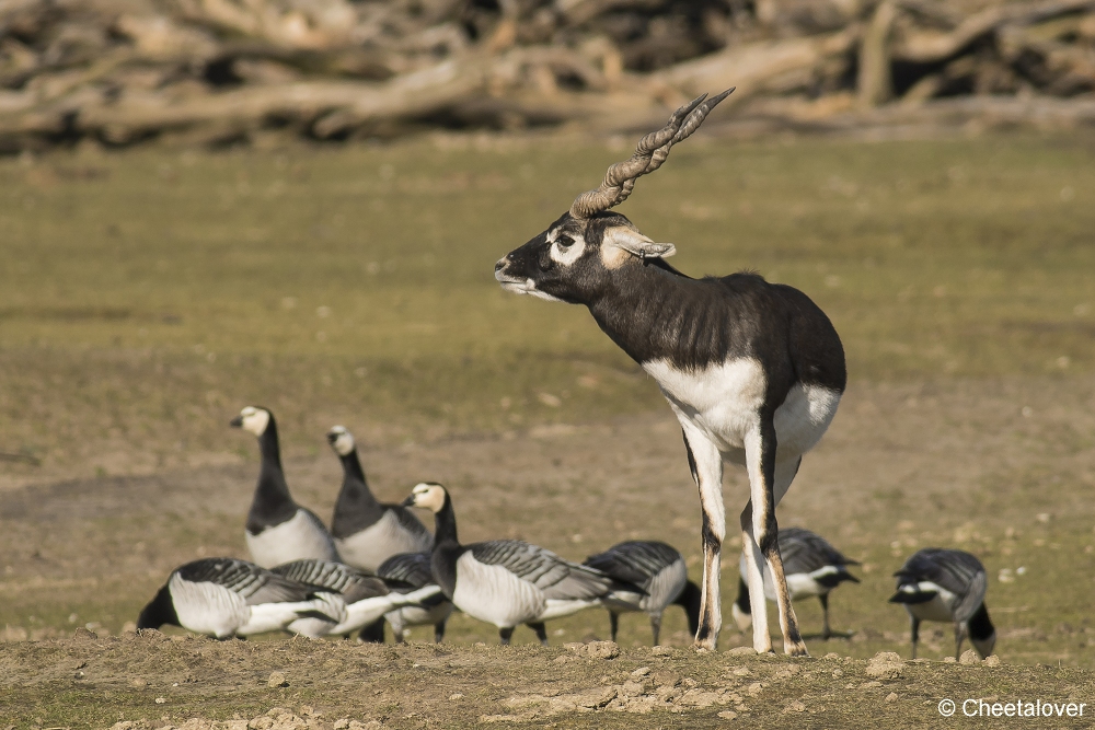 DSC00367.JPG - Indische Antilope