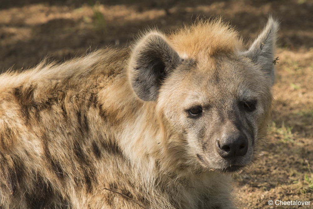 DSC00015.JPG - Gevlekte Hyena