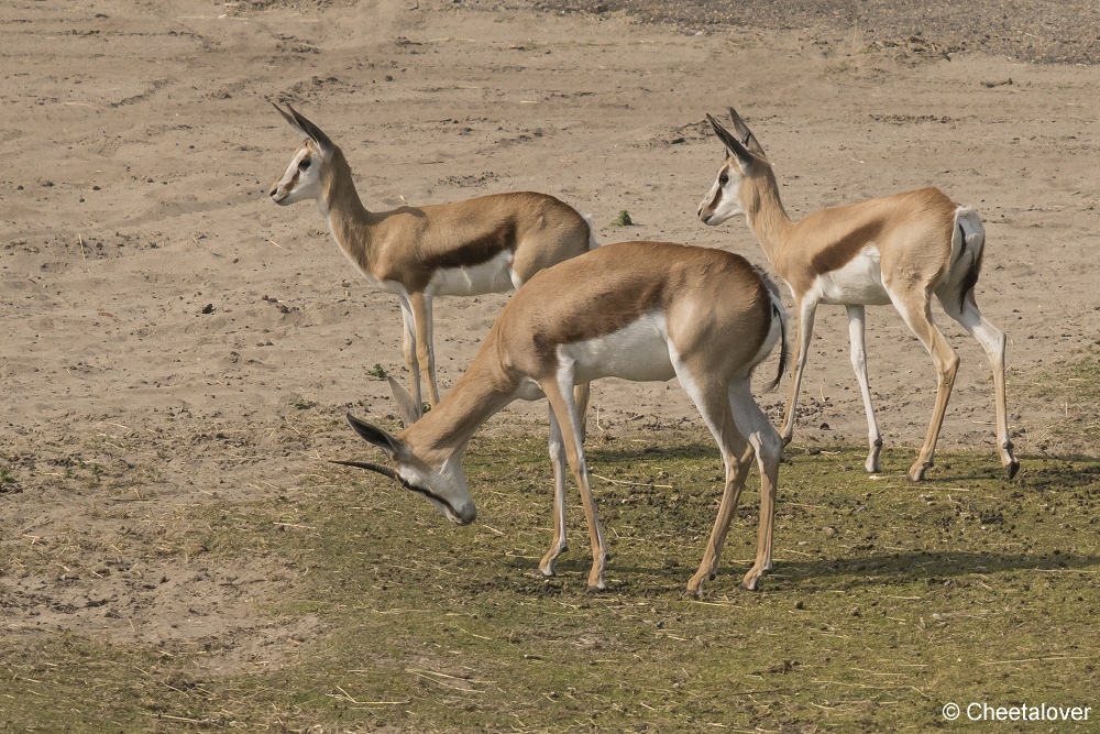 DSC00032.JPG - Springbok