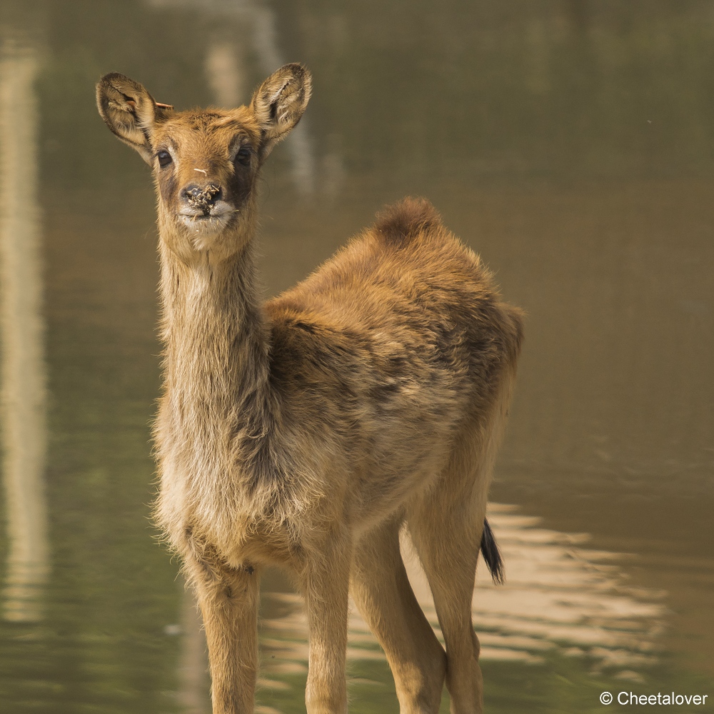 DSC00162.JPG - Nijlantilope