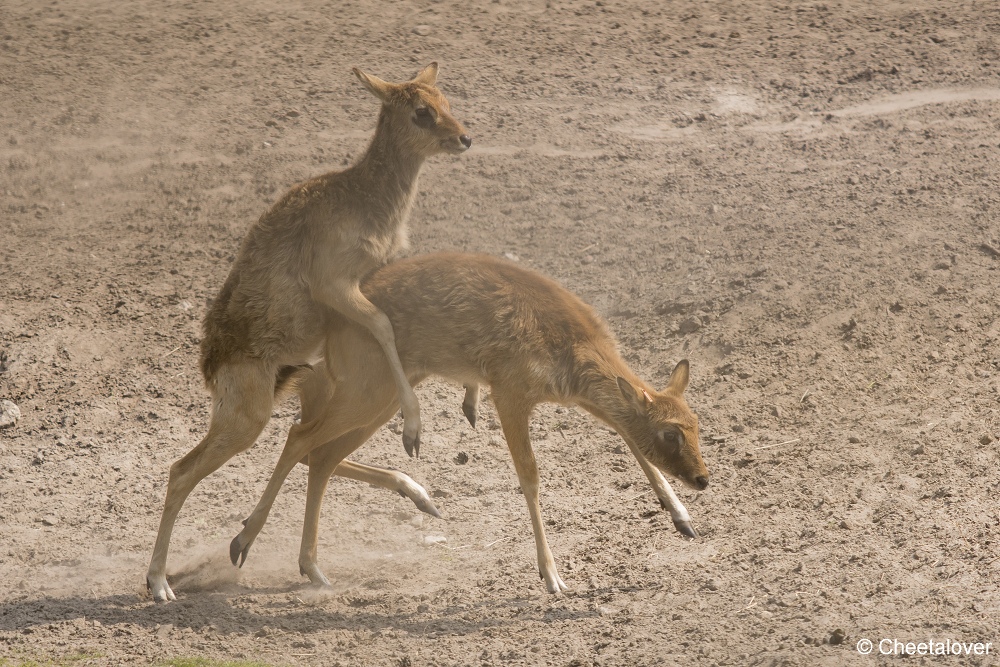 DSC00194.JPG - Nijlantilope