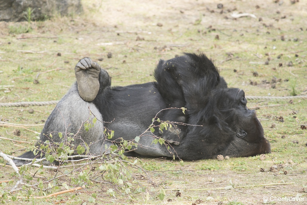 DSC00279.JPG - Westelijke Laaglandgorilla