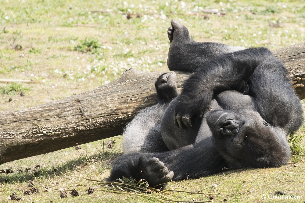 DSC00280.JPG - Westelijke Laaglandgorilla