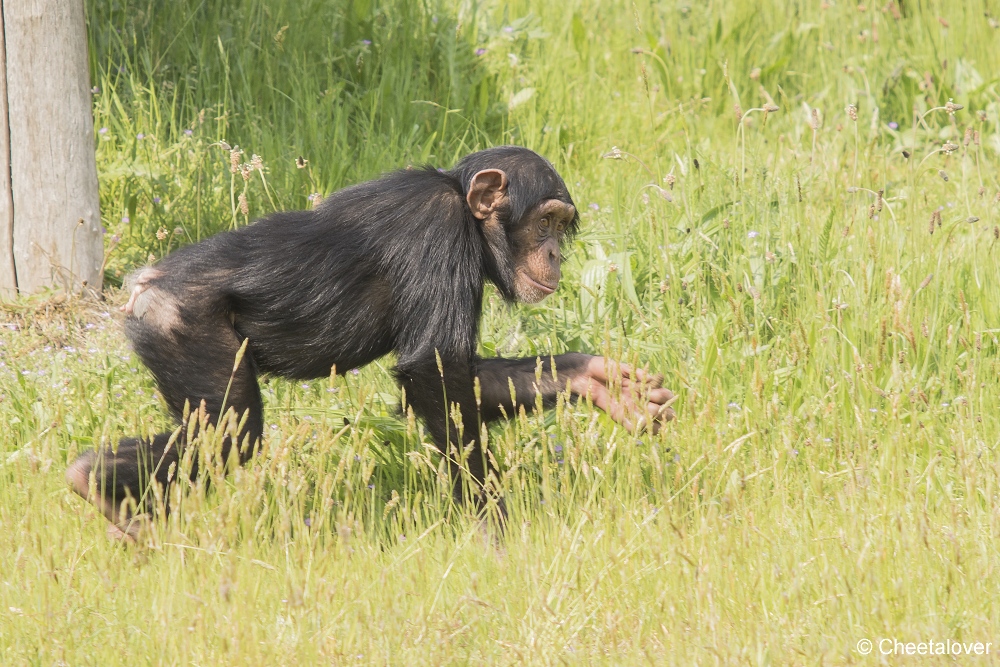 DSC00351.JPG - West-Afrikaanse Chimpansee