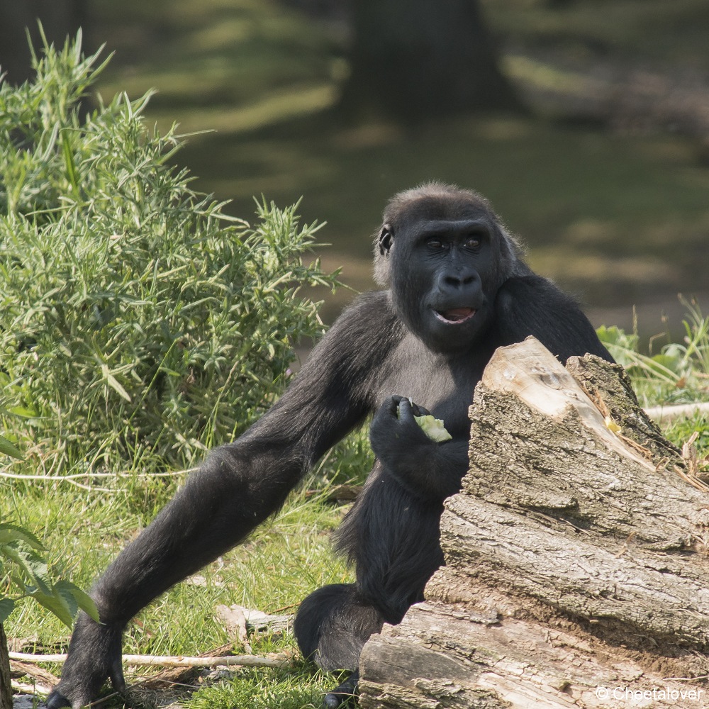 DSC00463.JPG - Westelijke laaglandgorilla