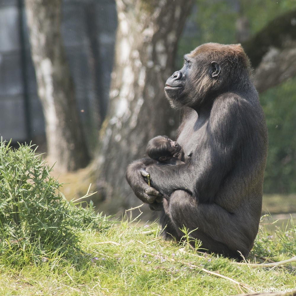 DSC00480.JPG - Westelijke laaglandgorilla