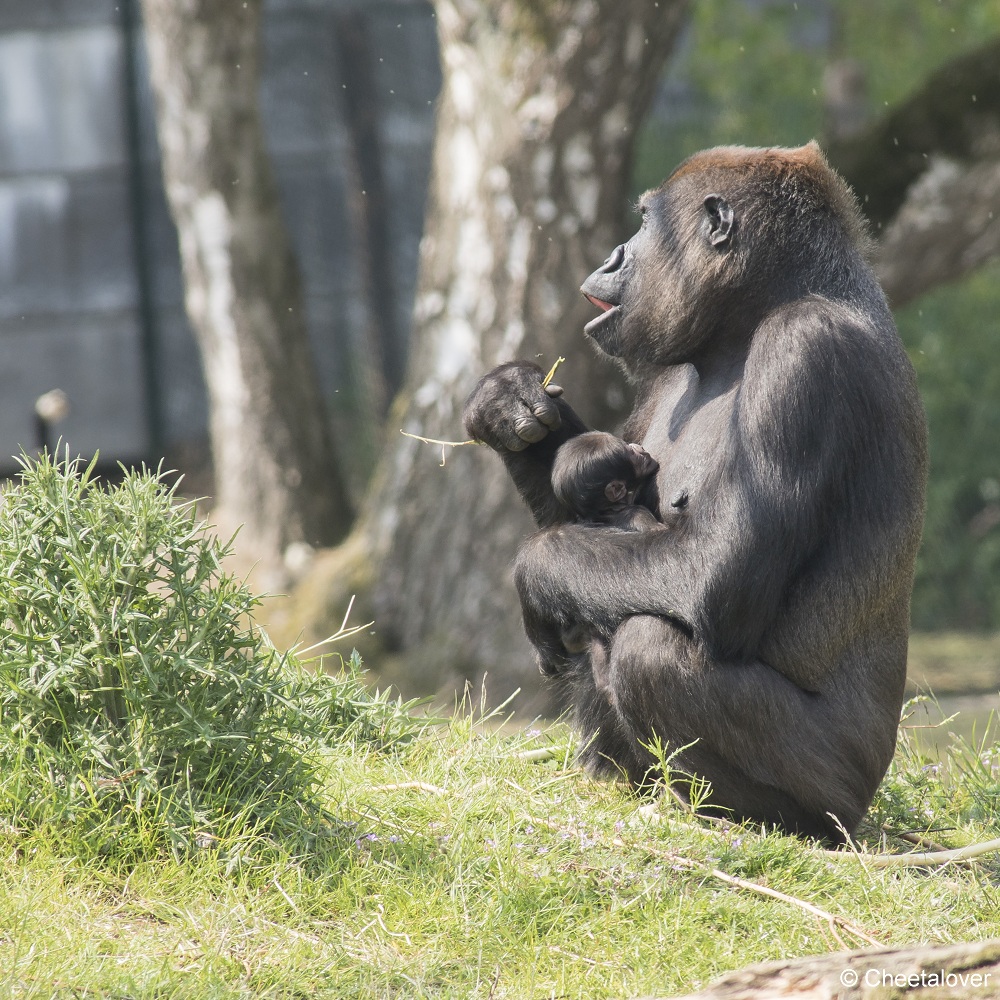 DSC00484.JPG - Westelijke laaglandgorilla