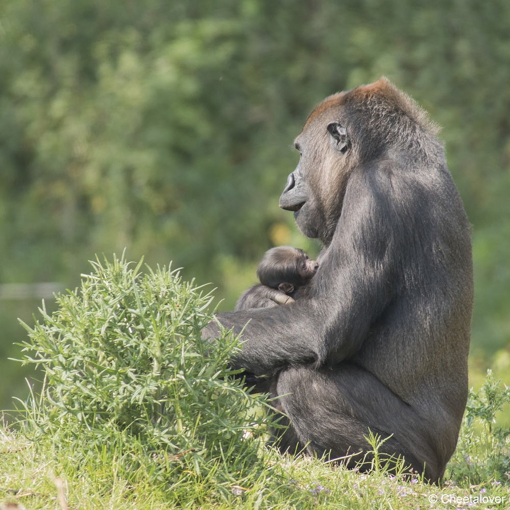 DSC00492.JPG - Westelijke laaglandgorilla