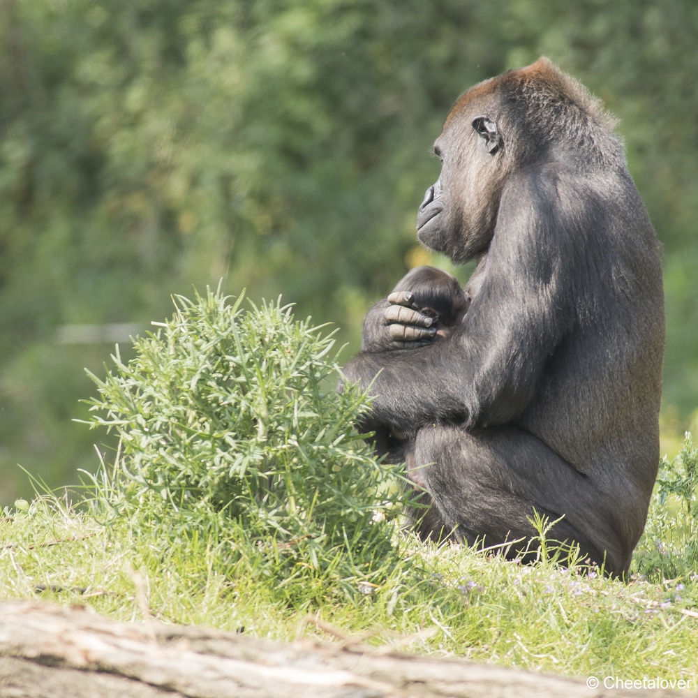 DSC00494.JPG - Westelijke laaglandgorilla