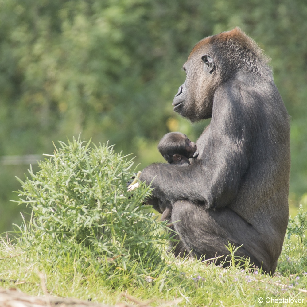 DSC00501.JPG - Westelijke laaglandgorilla