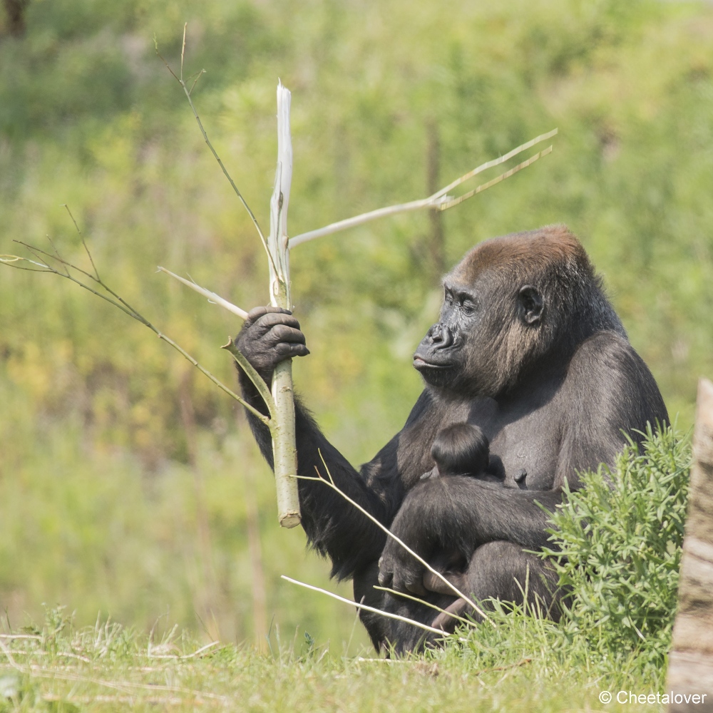 DSC00521.JPG - Westelijke laaglandgorilla