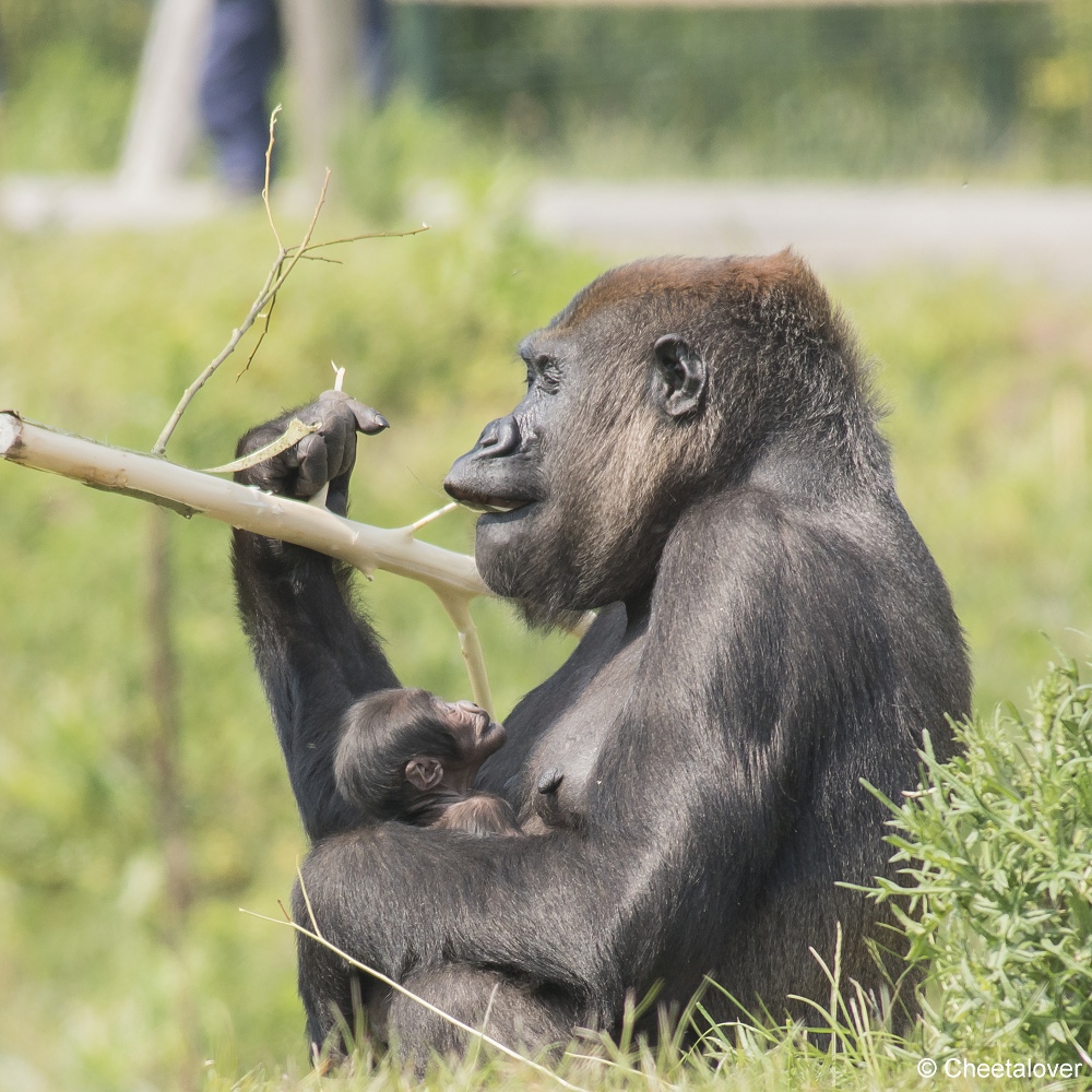 DSC00590.JPG - Westelijke laaglandgorilla