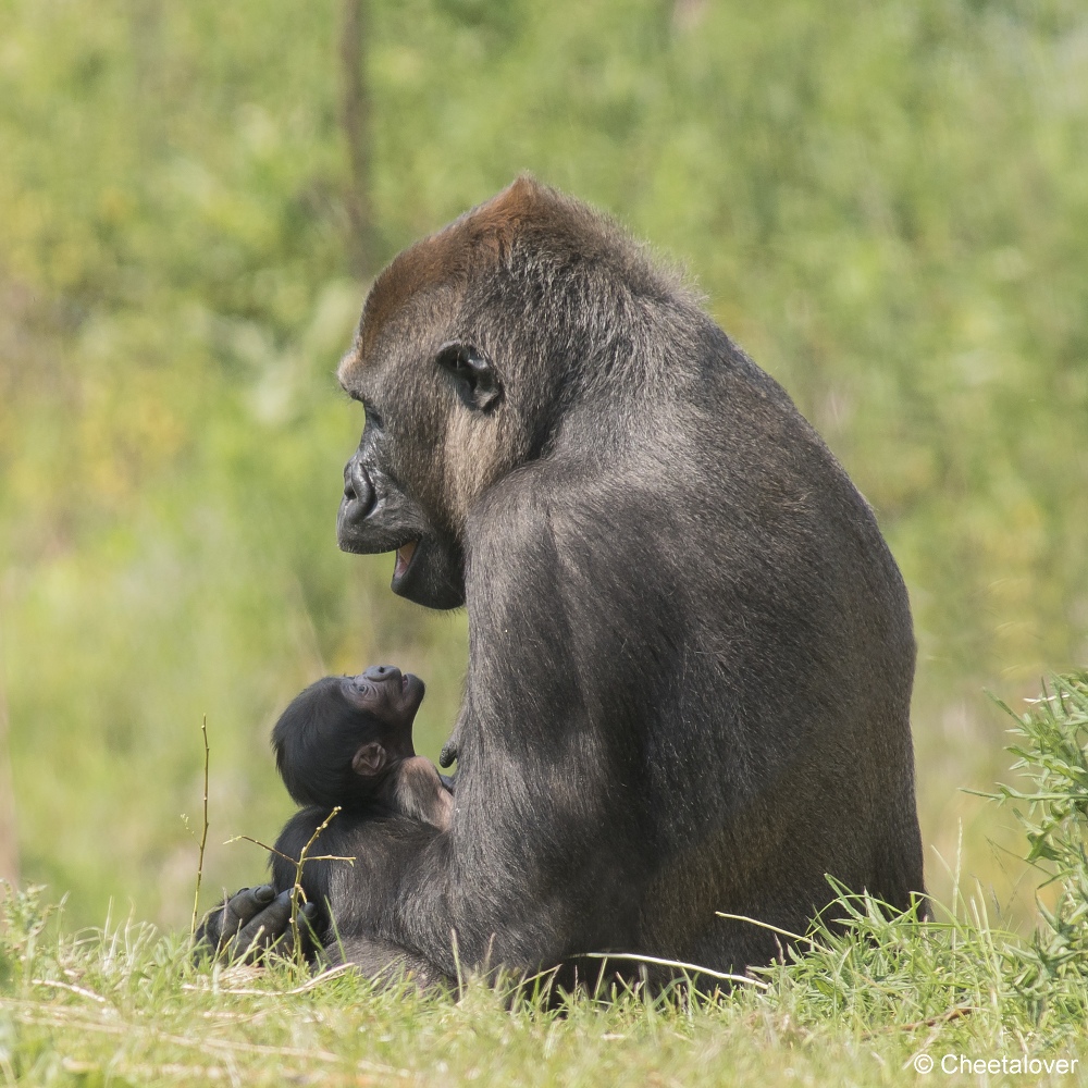 DSC00624.JPG - Westelijke laaglandgorilla