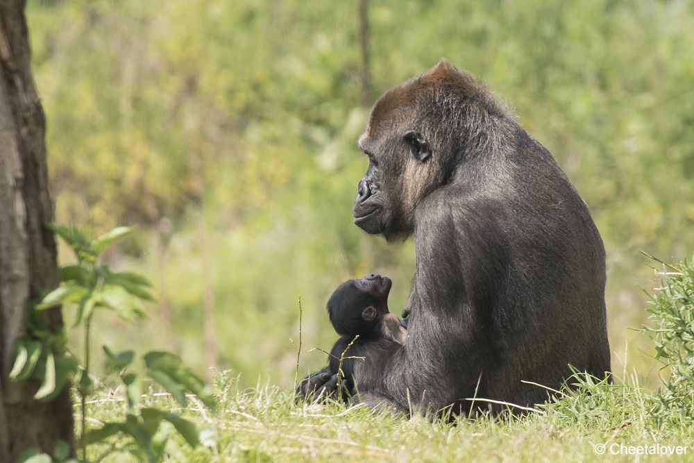 DSC00626.JPG - Westelijke laaglandgorilla