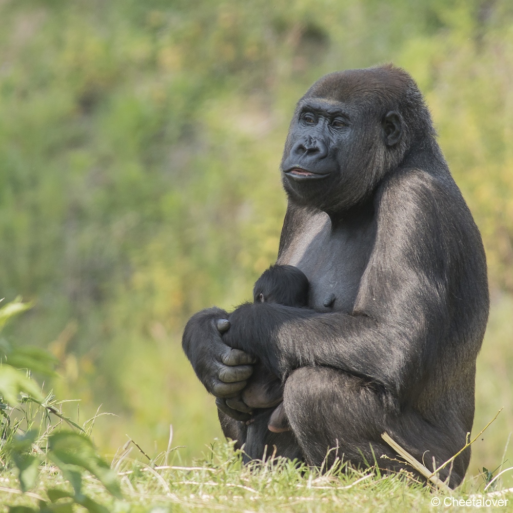 DSC00632.JPG - Westelijke laaglandgorilla