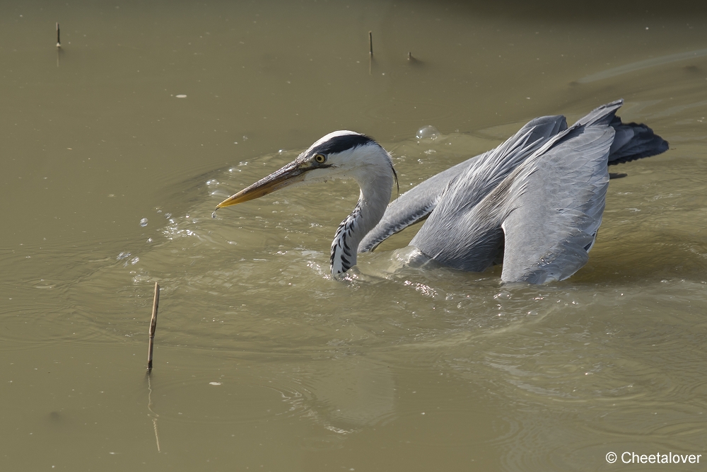 DSC00039.JPG - Blauwe Reiger