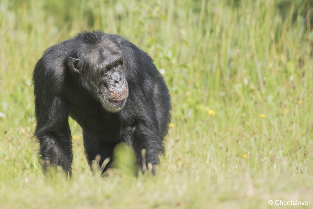 DSC00077.JPG - West-Afrikaanse Chimpansee