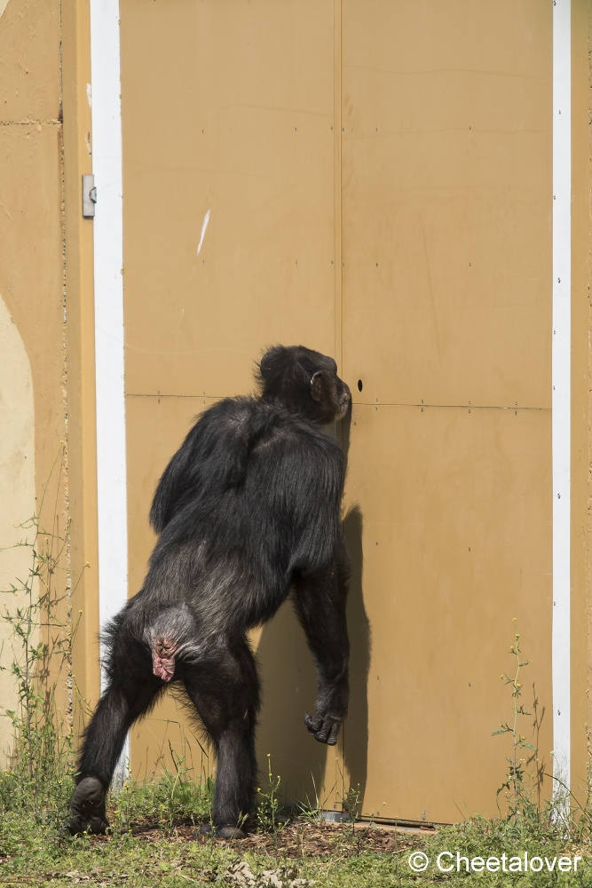 DSC00081.JPG - West-Afrikaanse Chimpansee