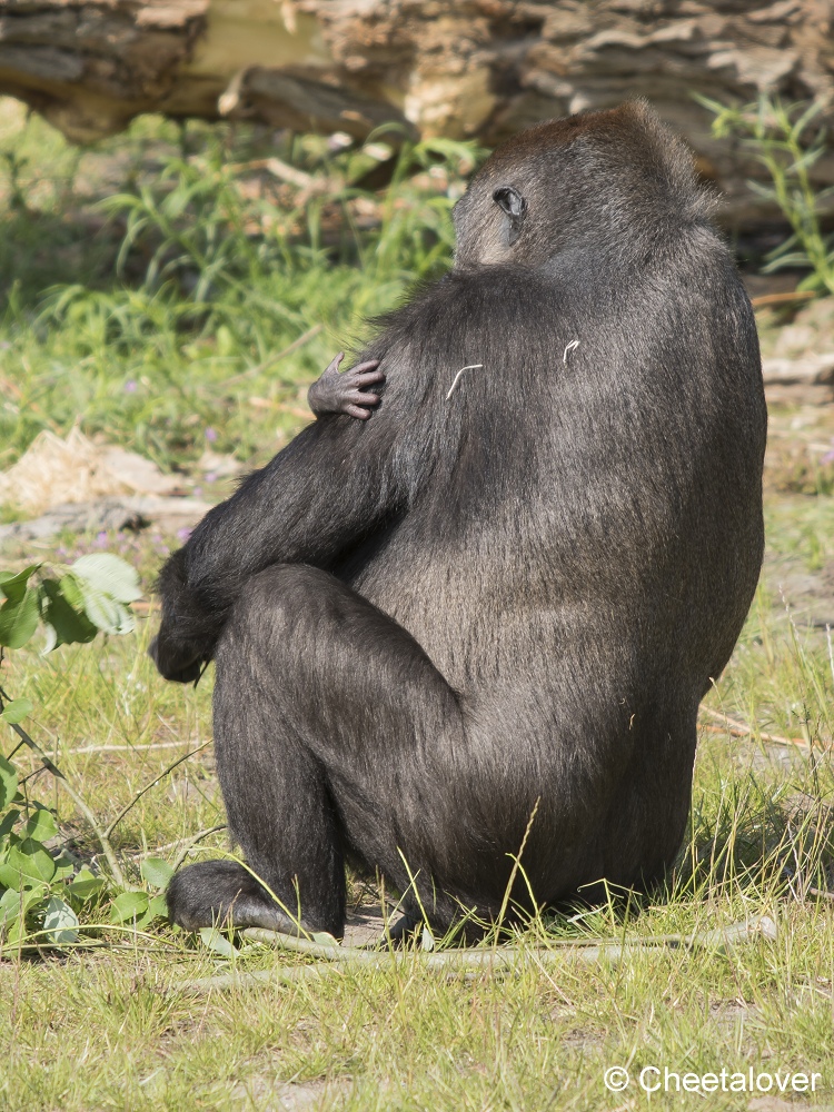 DSC00095.JPG - Westelijke Laaglandgorilla