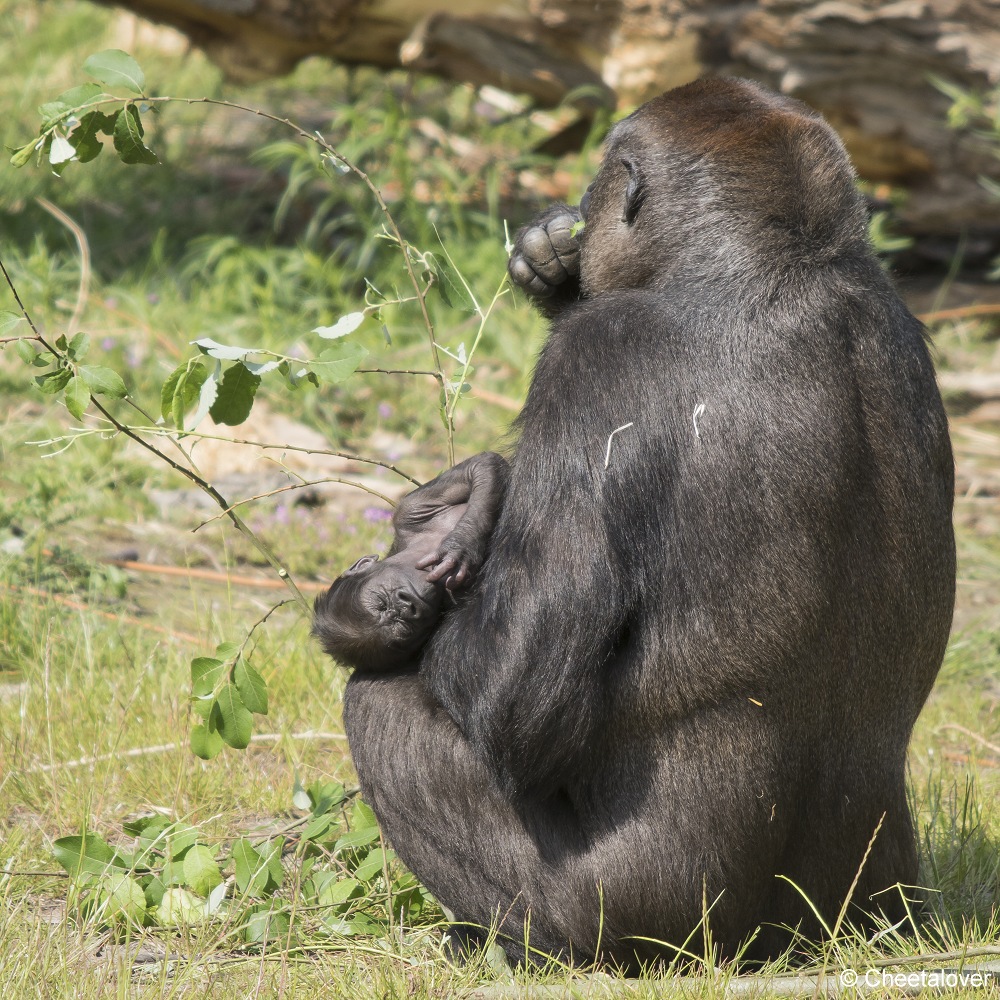 DSC00104.JPG - Westelijke Laaglandgorilla