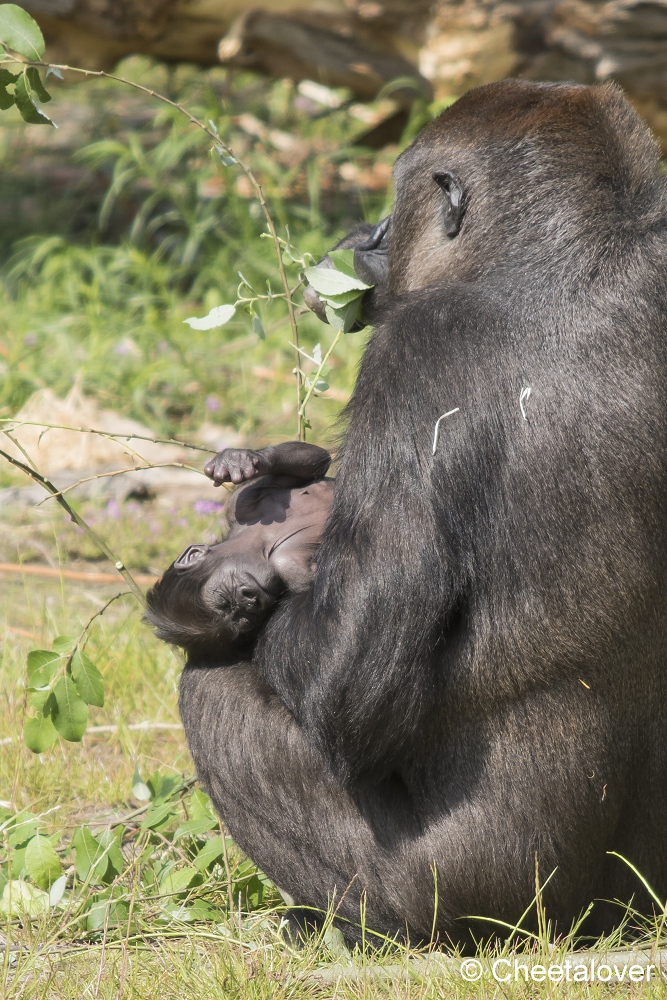 DSC00105.JPG - Westelijke Laaglandgorilla