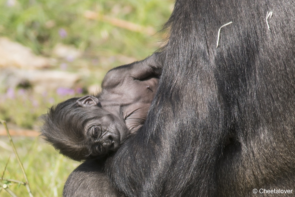 DSC00121.JPG - Westelijke Laaglandgorilla