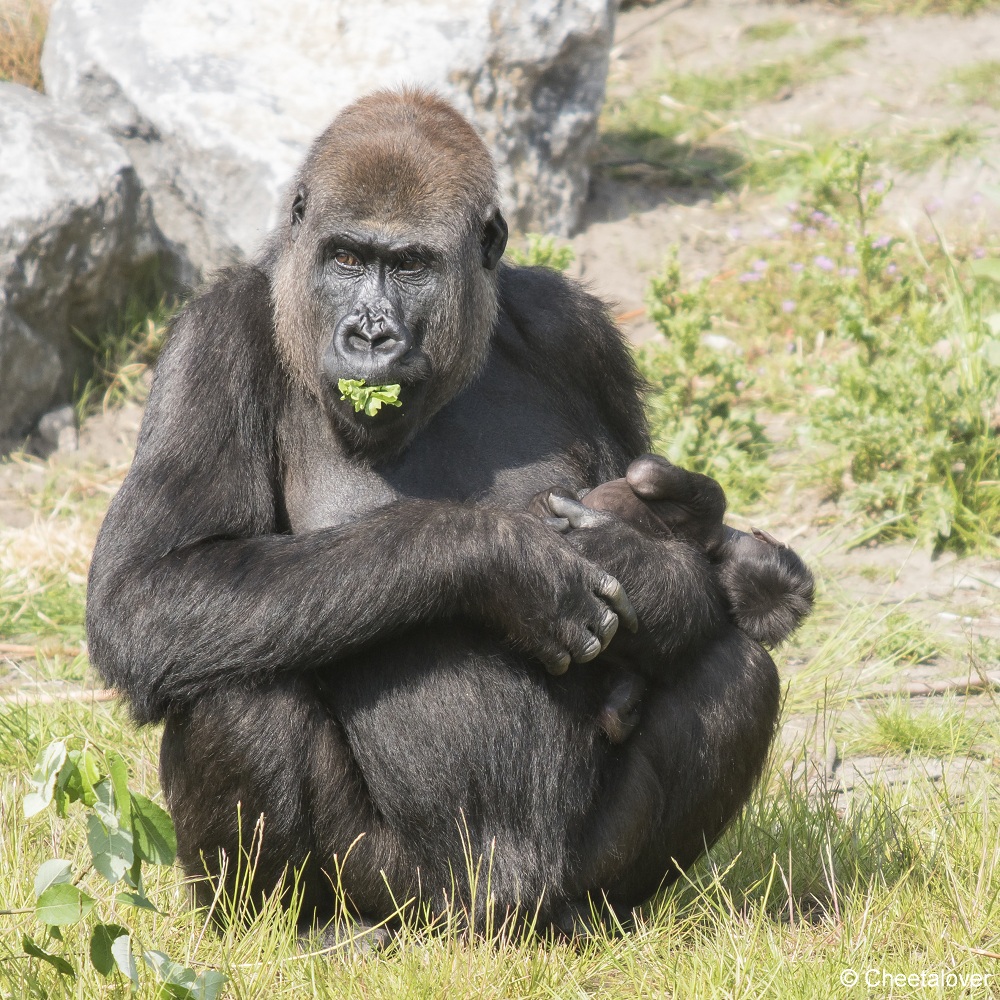 DSC00136.JPG - Westelijke Laaglandgorilla