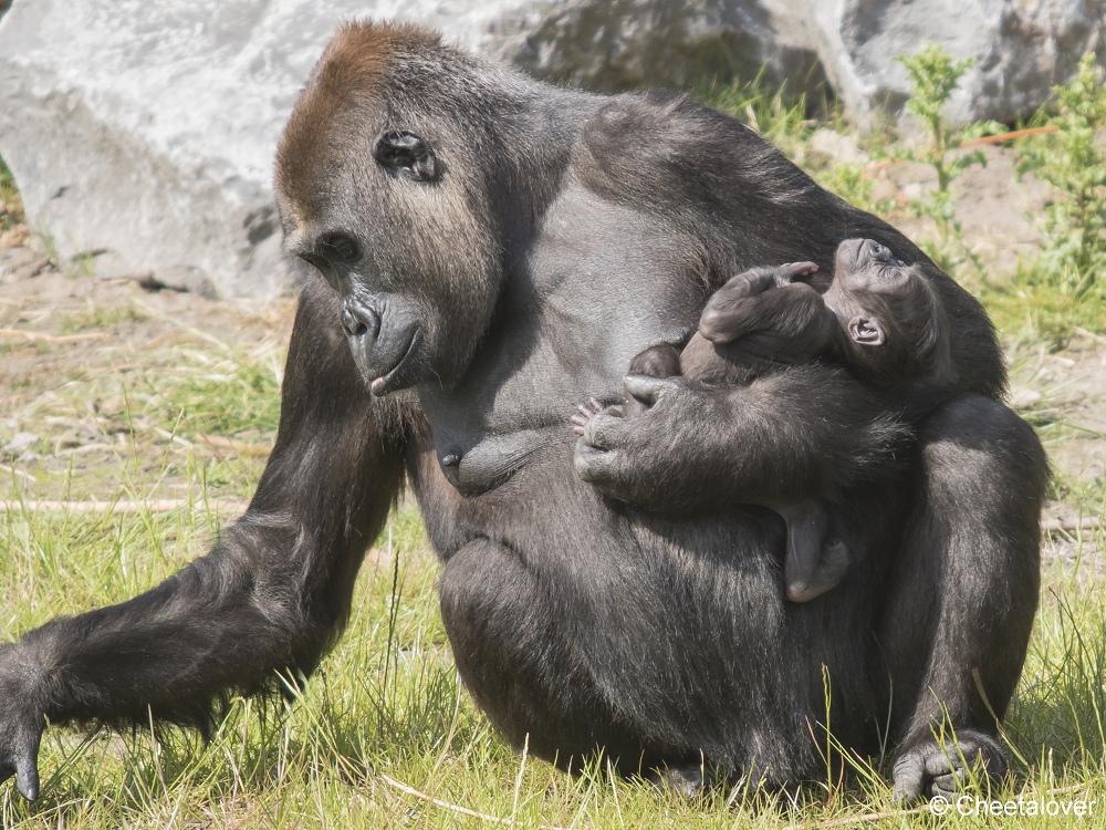 DSC00157.JPG - Westelijke Laaglandgorilla